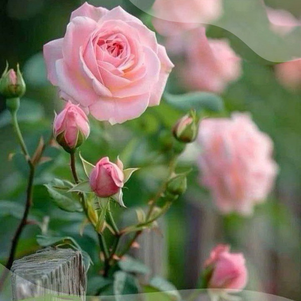 Проект "Магическое здоровье". Омоложение. Занятие №1